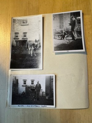 Photo - 3 Photographs - Sidmouth or Lifton Devon German Shepherd Type Dogs UK GB