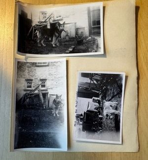 Photo - 5 Photographs Sidmouth Lifton Devon Dogs German Shepherd & Terrier Type