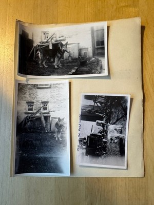Photo - 5 Photographs Sidmouth Lifton Devon Dogs German Shepherd & Terrier Type