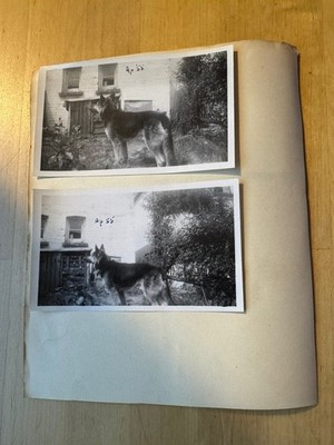 Photo - 5 Photographs Sidmouth Lifton Devon Dogs German Shepherd & Terrier Type - Image 2