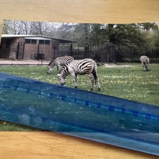 Photo - Chester Zoo Zebra - 1986 - Cheshire England Britain UK GB Animals Zebras