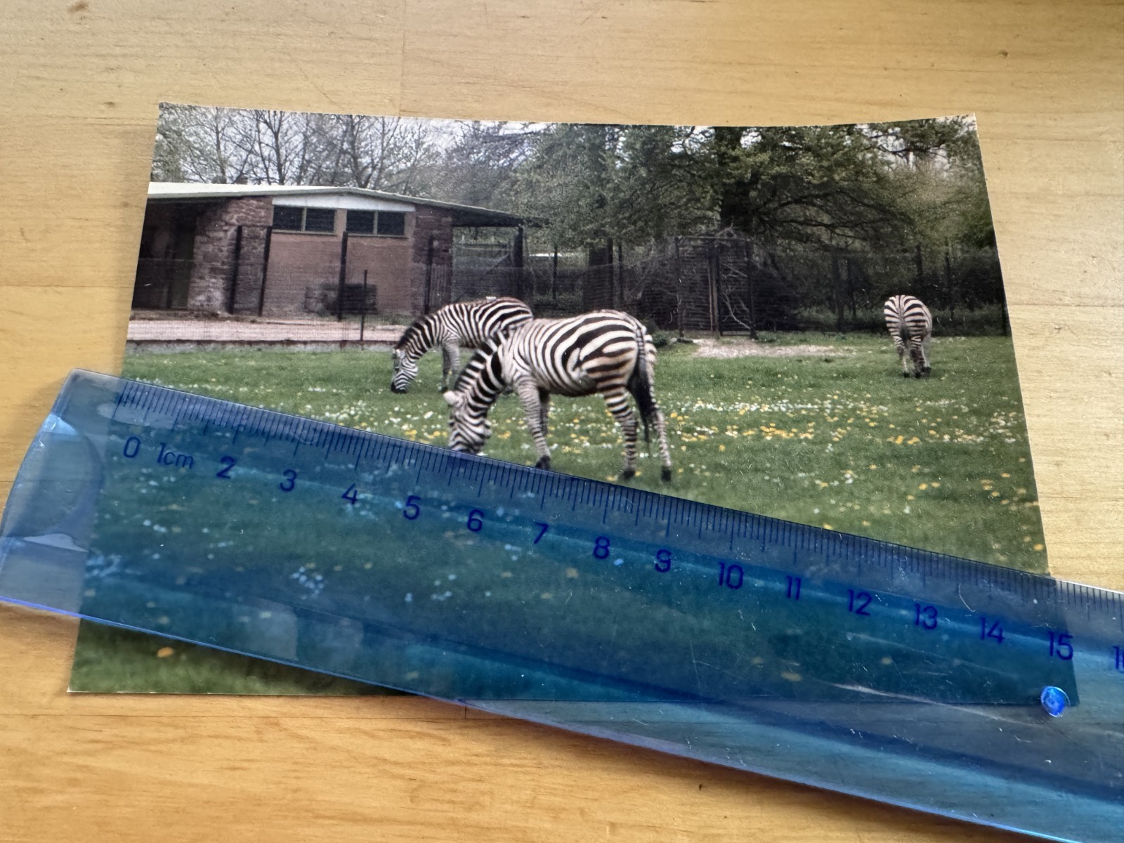 Photo - Chester Zoo Zebra - 1986 - Cheshire England Britain UK GB Animals Zebras