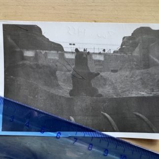 Photo - London Zoo Bear - 1955 - Borough of Camden England Britain UK GB Animals