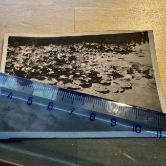 Photo - Water Lilies Sandringham - c1930s - Norfolk England Britain UK GB Plant