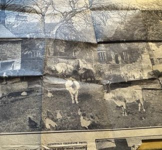 Ephemera - Possible Greenhill Farm Sheffield Telegraph Newspaper Clipping c1950s